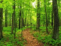 trees_summer_nature_forest_hiking_pennsylvania_path_trail-113187