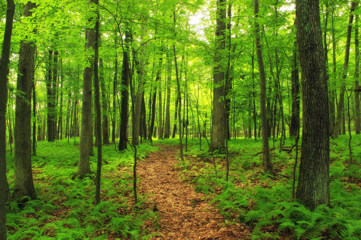 Sunny forest trail