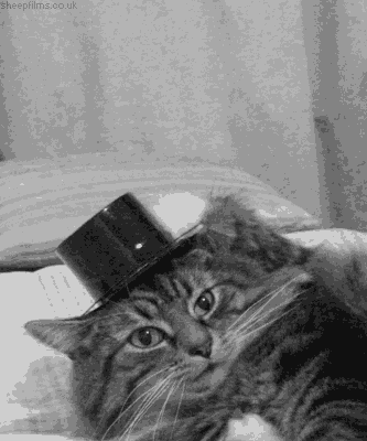 cat hat gif | WiffleGif