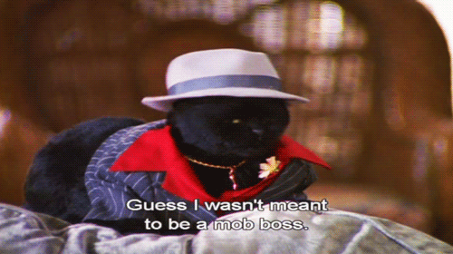 Funny cat gif | WiffleGif