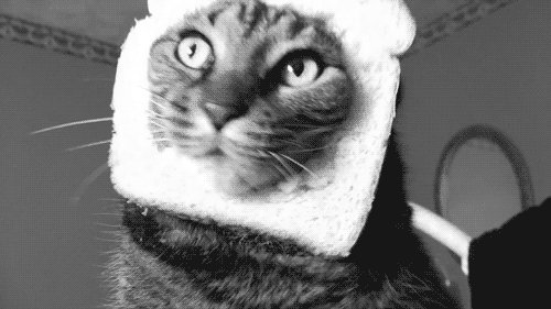 Funny cat funny gif | WiffleGif