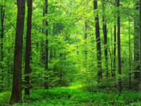woods_forest_path_elk_knob_state_park_north_carolina_usa_trees_outdoors-1172973
