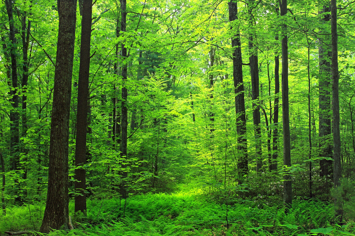 Path through the woods